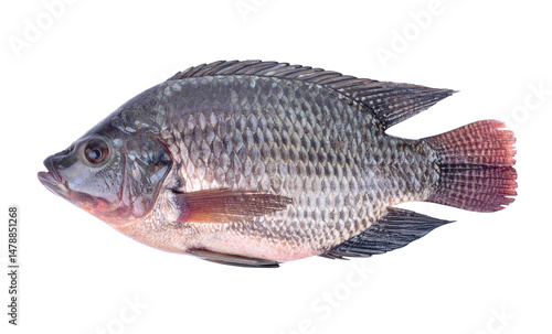 fish nile tilapia isolated on transparent background.