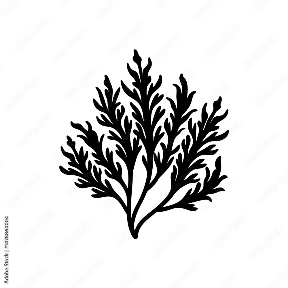 seaweed wakame seaweed wakame