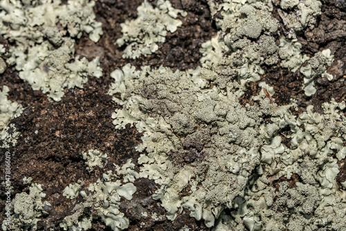 Wallpaper Mural Biological weathering of Tuff by lichen. Xanthoparmelia. Round Top Dr, Honolulu, Hawaii
 Torontodigital.ca