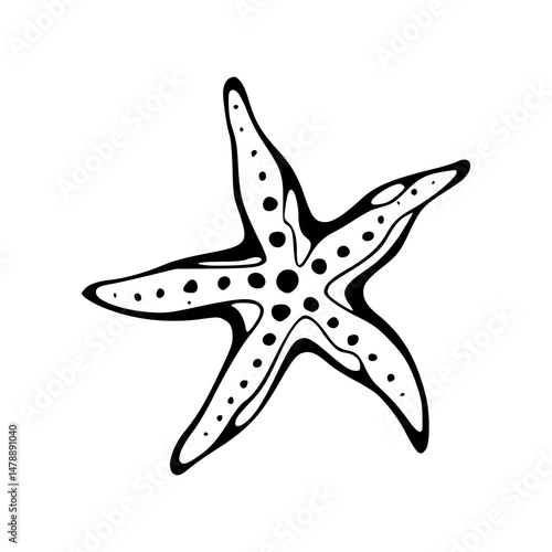 seashell starfish vector design