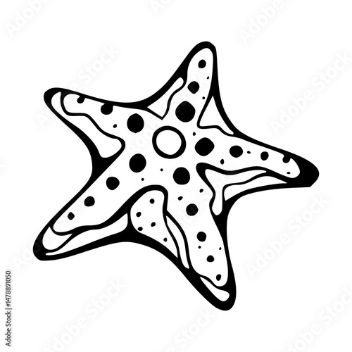seashell starfish vector design