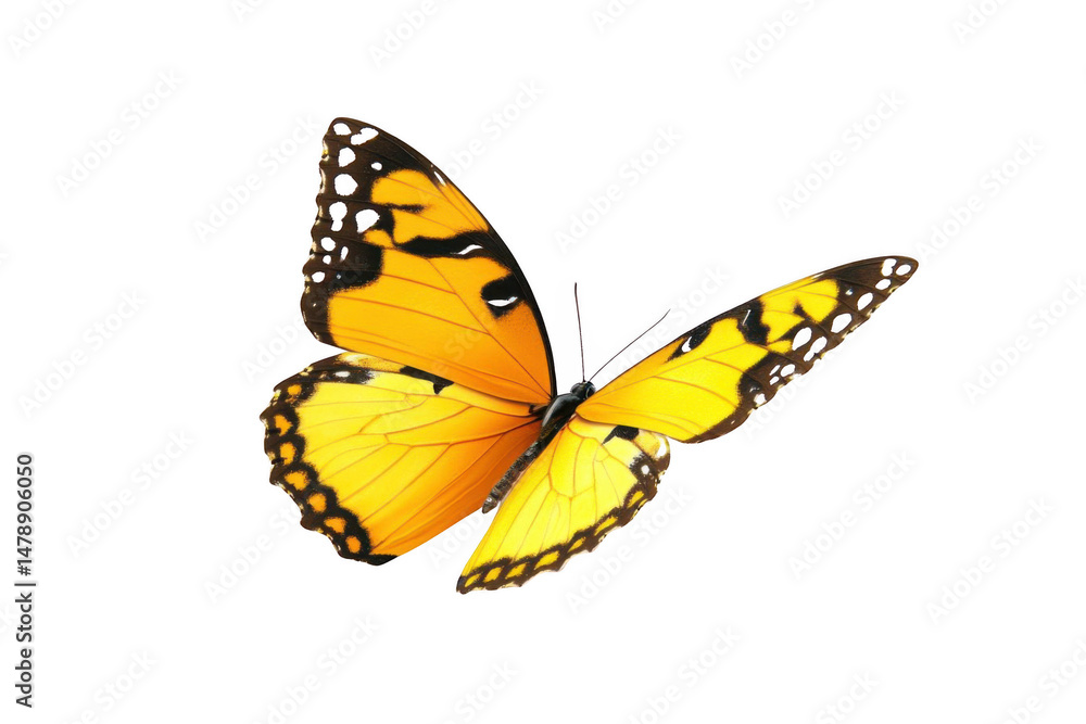 Obraz premium Yellow Butterfly Flies On Black Background For Wildlife Conservation