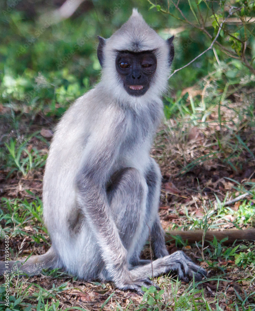 Fototapeta premium A monkey with a white face sits on the ground