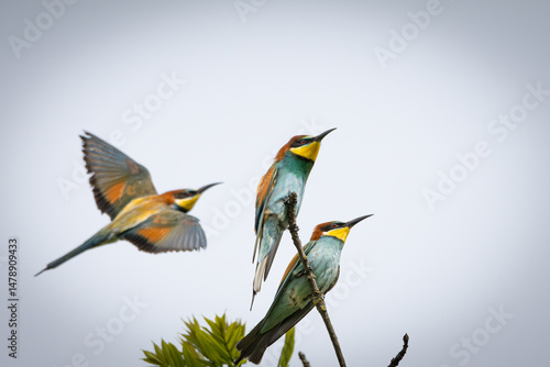 A European Bee-eater (Merops apiaster) on a branch in its natural environment. The vividly colored bird, with its bright plumage of green, yellow