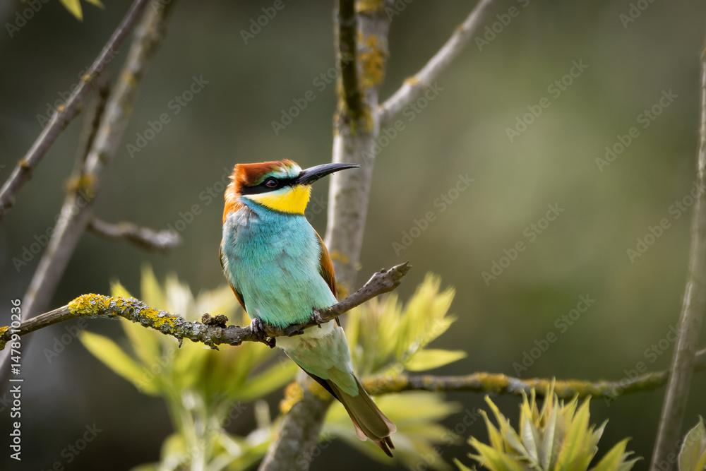 A European Bee-eater (Merops apiaster) on a branch in its natural environment. A European Bee-eater (Merops apiaster) on a branch in its natural environment.