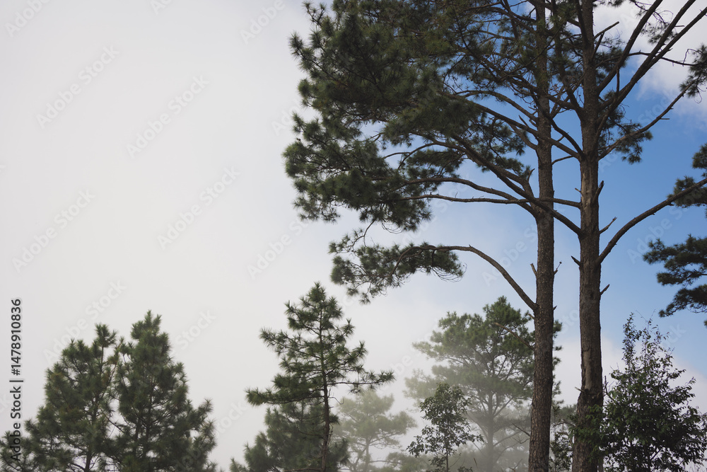 Fototapeta premium travel and people activity concept with tree and haze in tropical forest on mountain