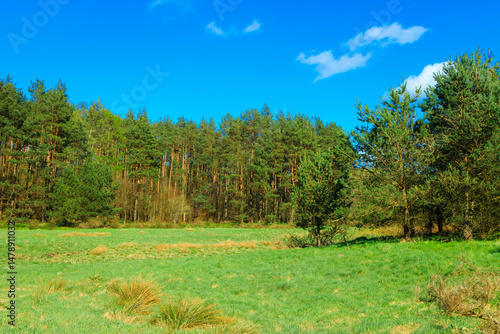 Obraz na płótnie Idyllic green meadow in Northern Poland. Kashubia. w salonie