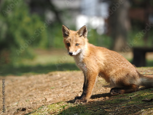 Wallpaper Mural 無邪気な子ぎつね Torontodigital.ca