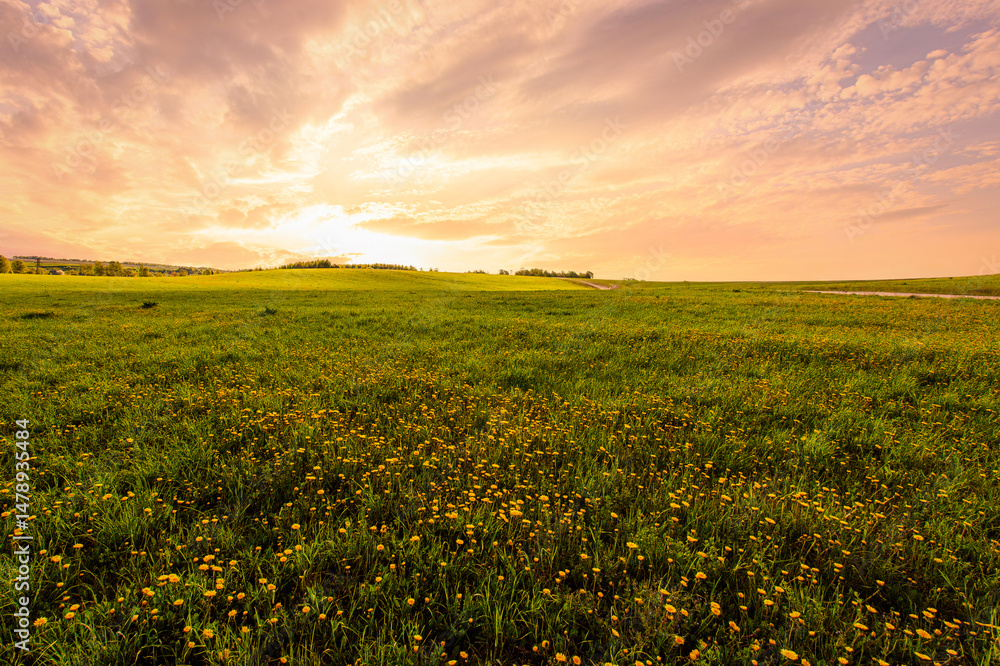 Obraz premium Bright vivid rural landscape at sunset, warm summer field with many yellow dandelion flowers for nature desktop background. Calm pastoral scenery for inspirational banner.