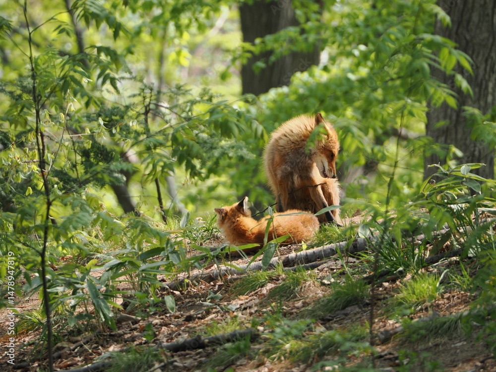 Obraz premium 親子のキタキツネ