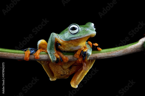 java tree frog rhacophorus reinwardtii, flying tree frog sitting on a branch isolated on black background