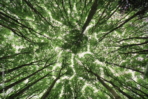 unusual view of trees. looking up from the forest floor gives another perspective to the trees.