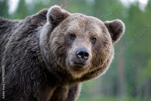 Large male brown bear portrait, the king of taiga