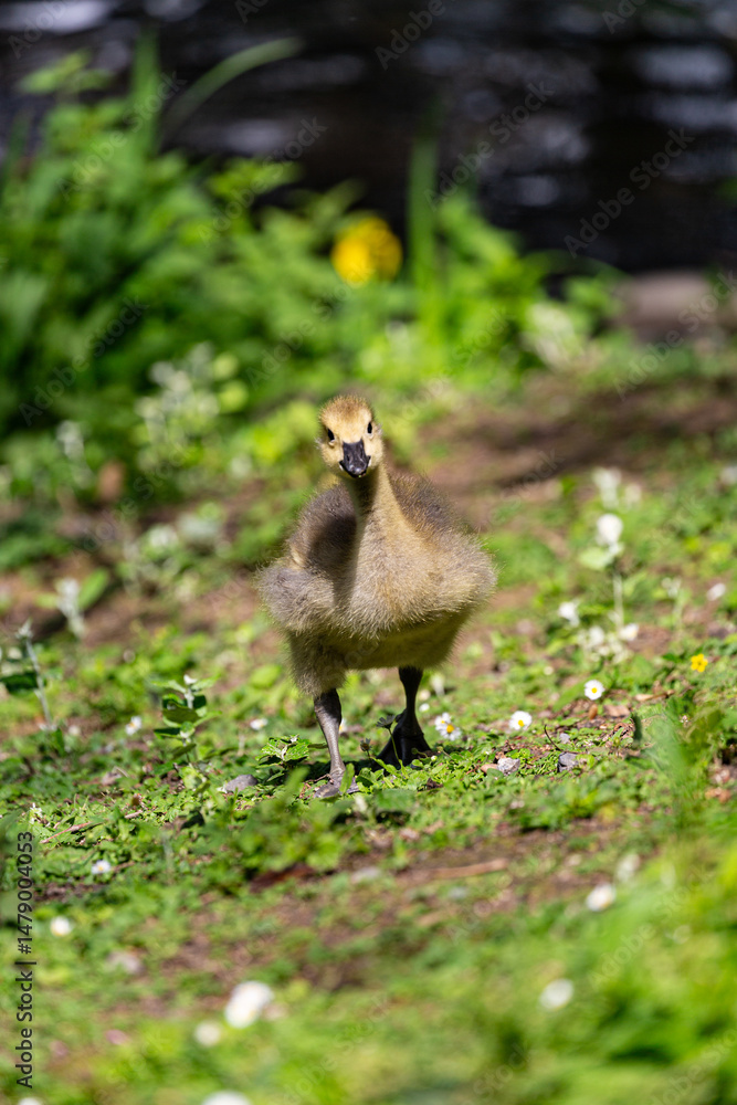 Canadian gosling on grass field