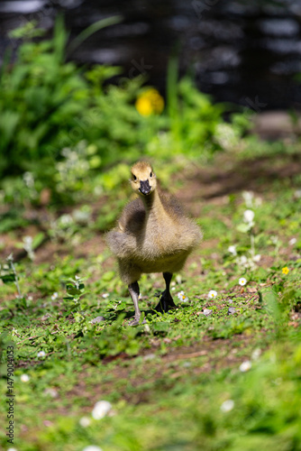 Canadian gosling on grass field