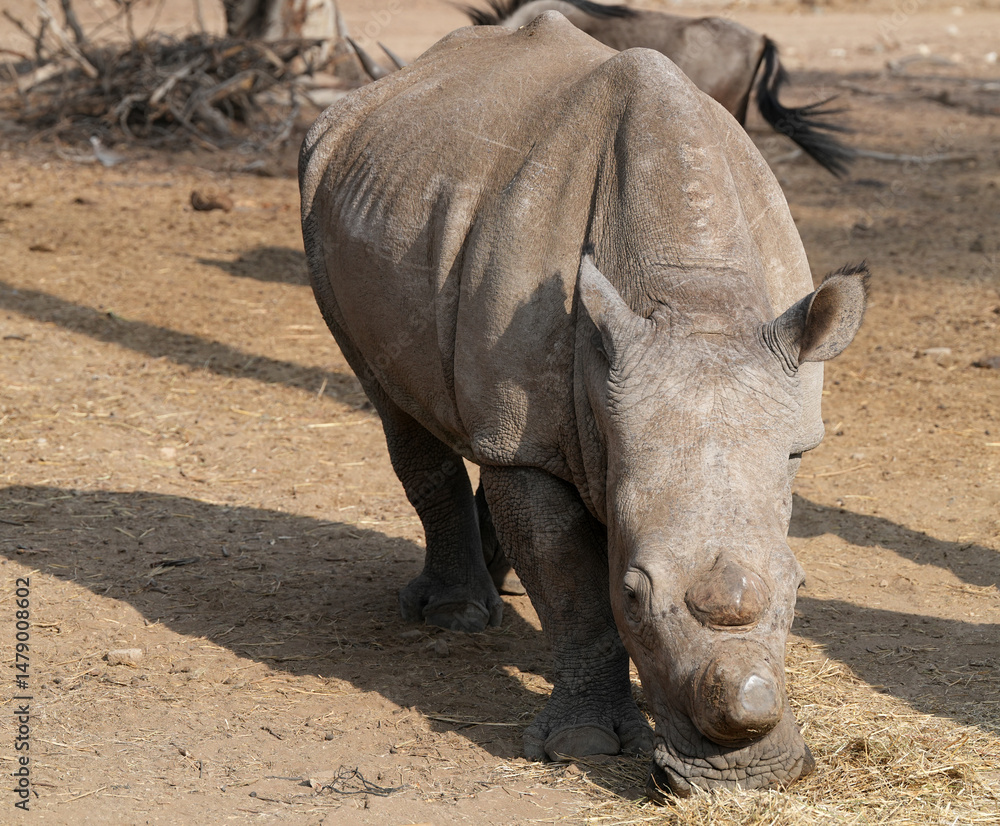 Naklejka premium Breitmaulnashorn blickt der Kamera entgegen