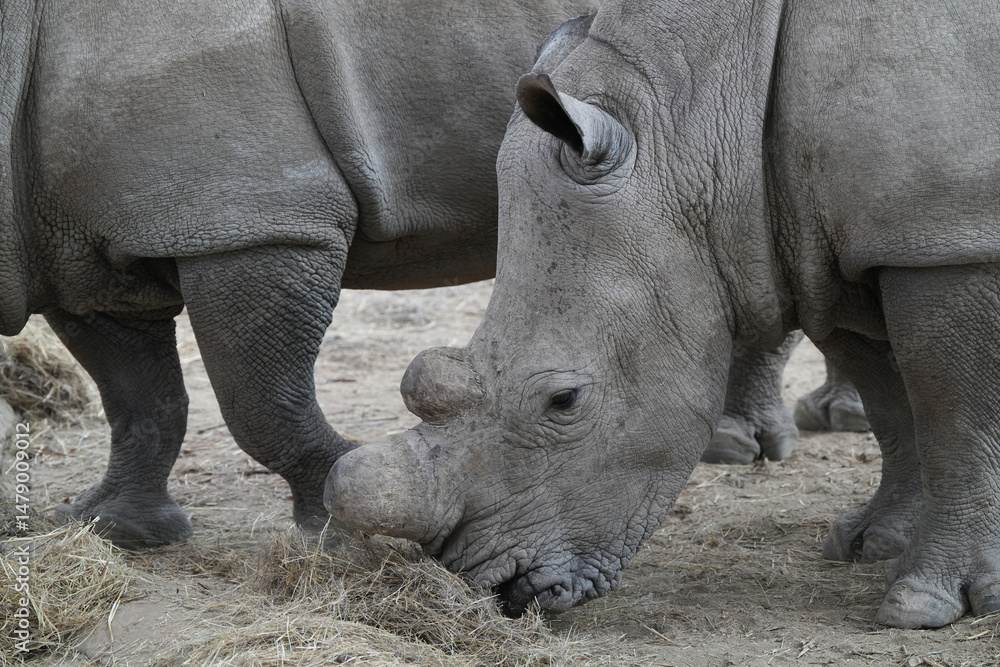 Fototapeta premium Breitmaulnashorn in naher Aufnahme mit Kopf und Horn