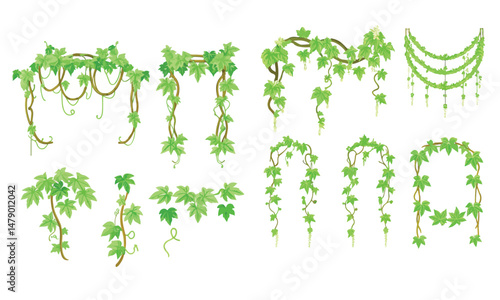 Jungle frames. Green vine