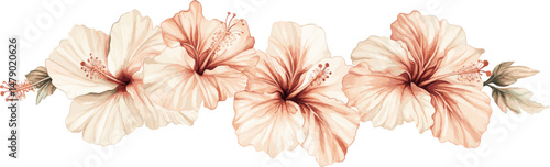 Pink hibiscus flower arrangement isolated on white background. Vector illustration for decoration