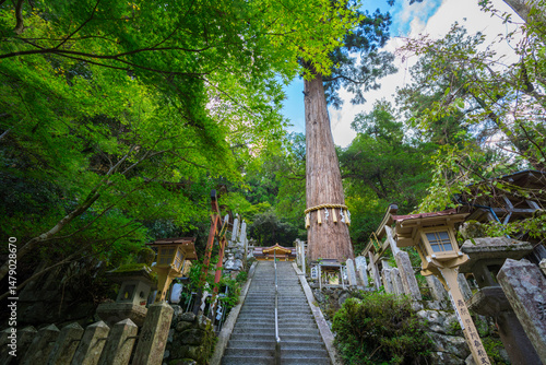京都　由岐神社の大杉