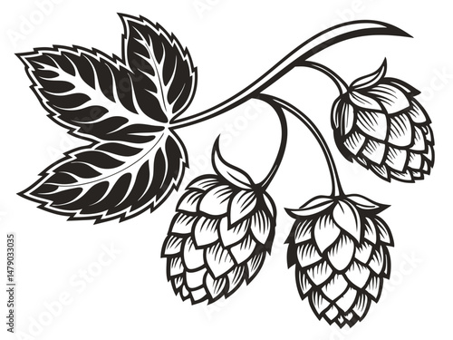 Hop Plant Line Drawing – Black and White Botanical Illustration of Humulus Lupulus
