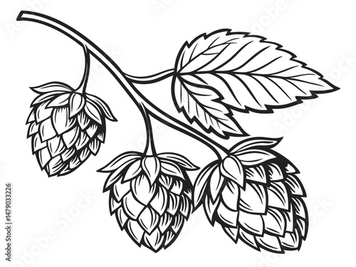 Hop Plant Line Drawing – Black and White Botanical Illustration of Humulus Lupulus