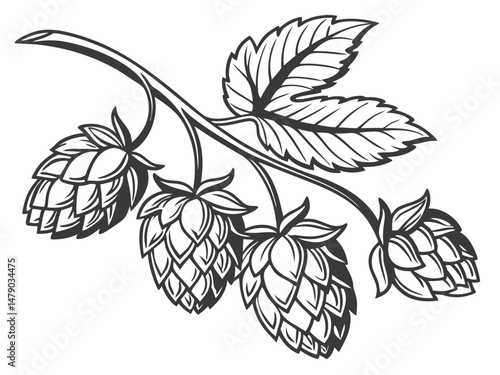 Hop Plant Line Drawing – Black and White Botanical Illustration of Humulus Lupulus