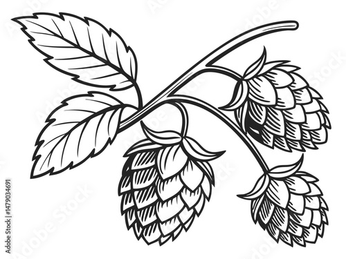 Hop Plant Line Drawing – Black and White Botanical Illustration of Humulus Lupulus