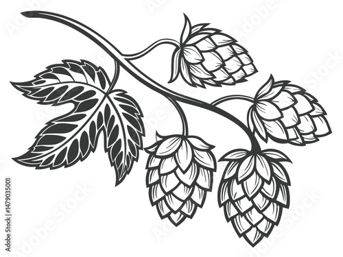 Hop Plant Line Drawing – Black and White Botanical Illustration of Humulus Lupulus