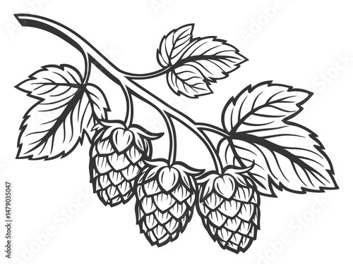 Hop Plant Line Drawing – Black and White Botanical Illustration of Humulus Lupulus