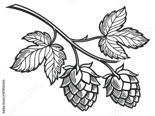 Hop Plant Line Drawing – Black and White Botanical Illustration of Humulus Lupulus