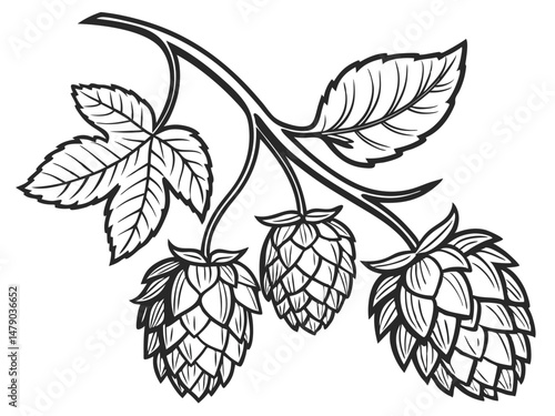 Hop Plant Vector Set – Detailed Black and White Botanical Line Art of Humulus Lupulus