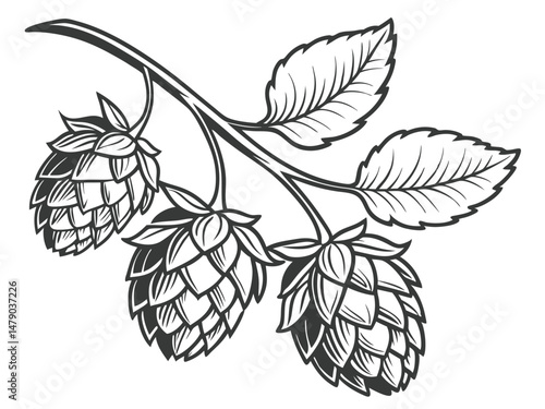 Hop Plant Vector Set – Detailed Black and White Botanical Line Art of Humulus Lupulus