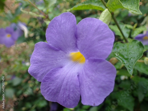 Thunbergia erecta. Up close, the flower of Thunbergia erecta or the clock vine bush or king's mantle, beautiful purple in color, yellow in the middle.