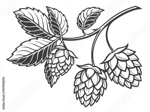 Hop Plant Vector Set – Detailed Black and White Botanical Line Art of Humulus Lupulus