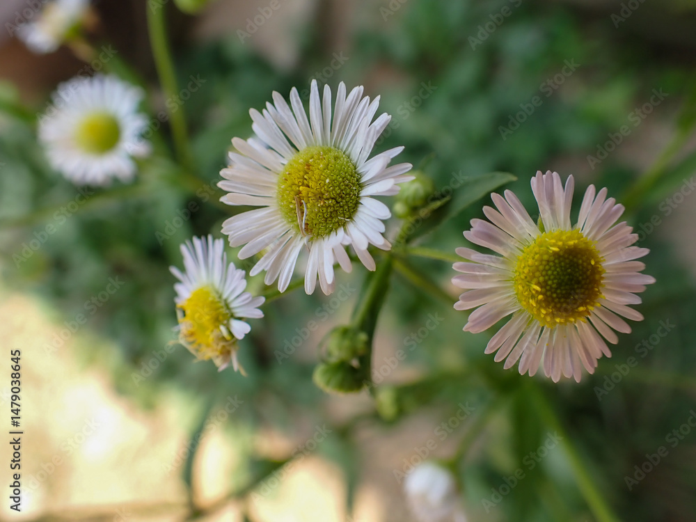 Beautiful flowers, white cutter flowers or esther pecos. Close-up photo of flowers. Beautiful flowers, white cutter flowers or esther pecos. Close-up photo of flowers.