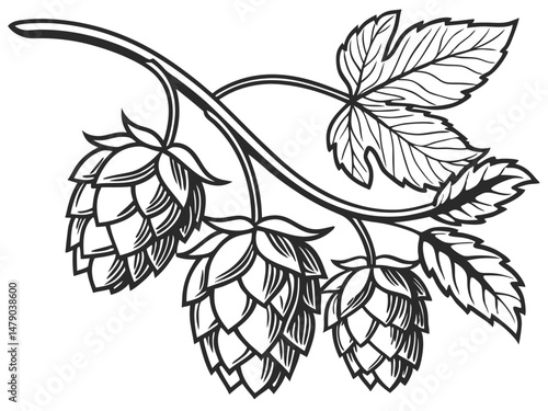 Hop Plant Vector Set – Detailed Black and White Botanical Line Art of Humulus Lupulus