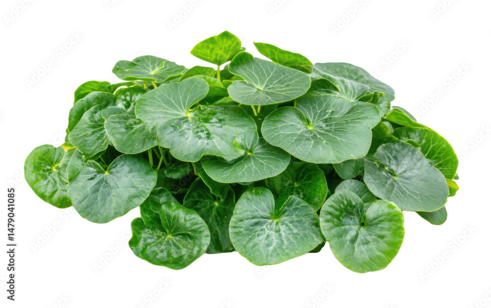 Bunch of green leaves are on a white background Bunch of green leaves are on a white background