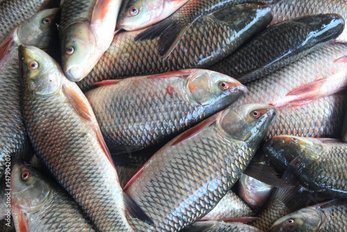 Photography fresh rohu and catla carp fish ready for sale in Indian fish market