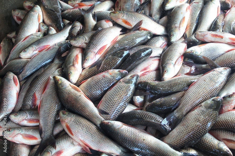 Fototapeta premium fresh rohu and catla carp fish ready for sale in Indian fish market