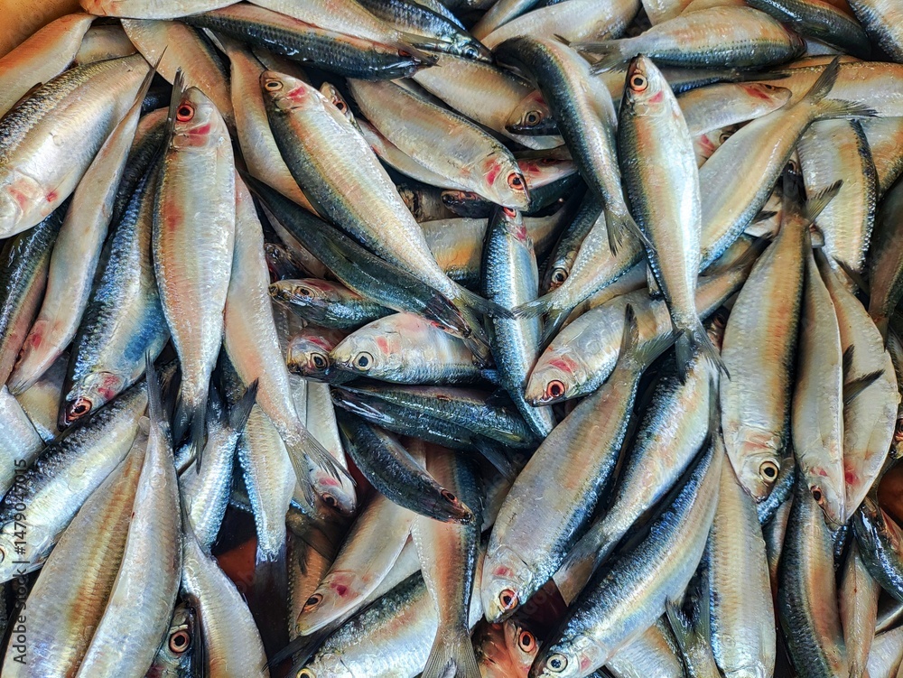 bunch of oil sardine fish in hand in nice blur background HD bunch of oil sardine fish in hand in nice blur background HD