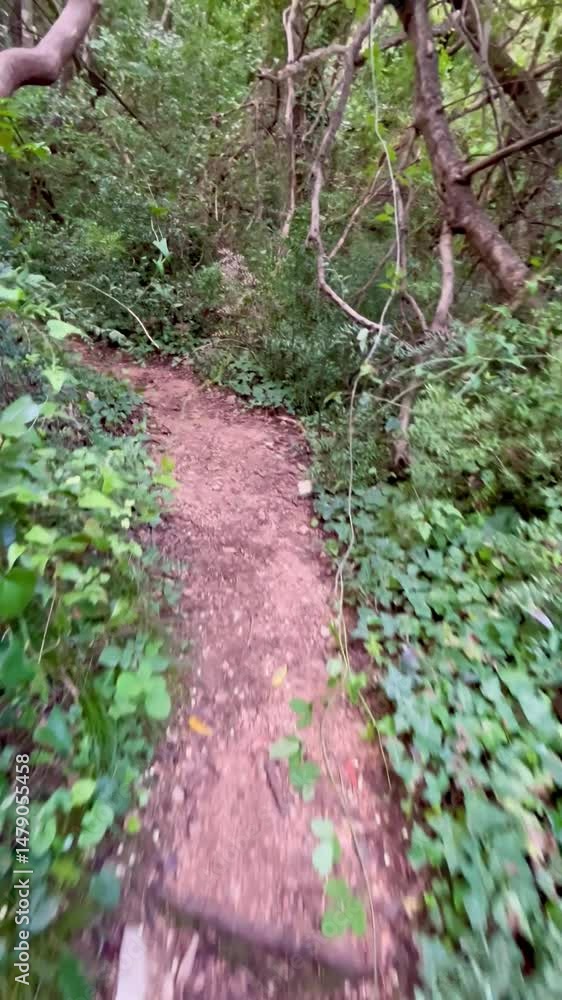 Walking through winding forest path near Budva in Montenegro on a calm autumn day Walking through winding forest path near Budva in Montenegro on a calm autumn day