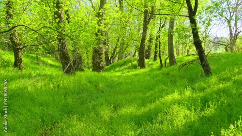 Walking through the forest and along the paths, the beautiful spring landscape with its green grass and trees creates a stunning natural scene.
