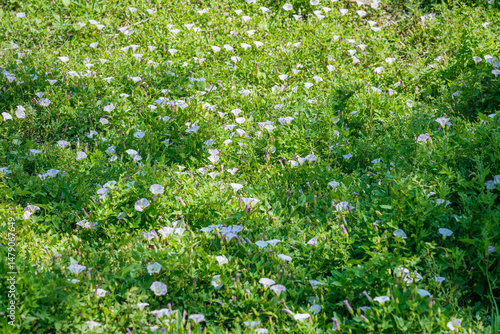 Morning Glory flowers. white blossoms  on the lawn.
