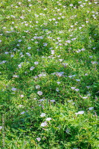 Obraz na płótnie Morning Glory flowers. white blossoms on the lawn. w salonie