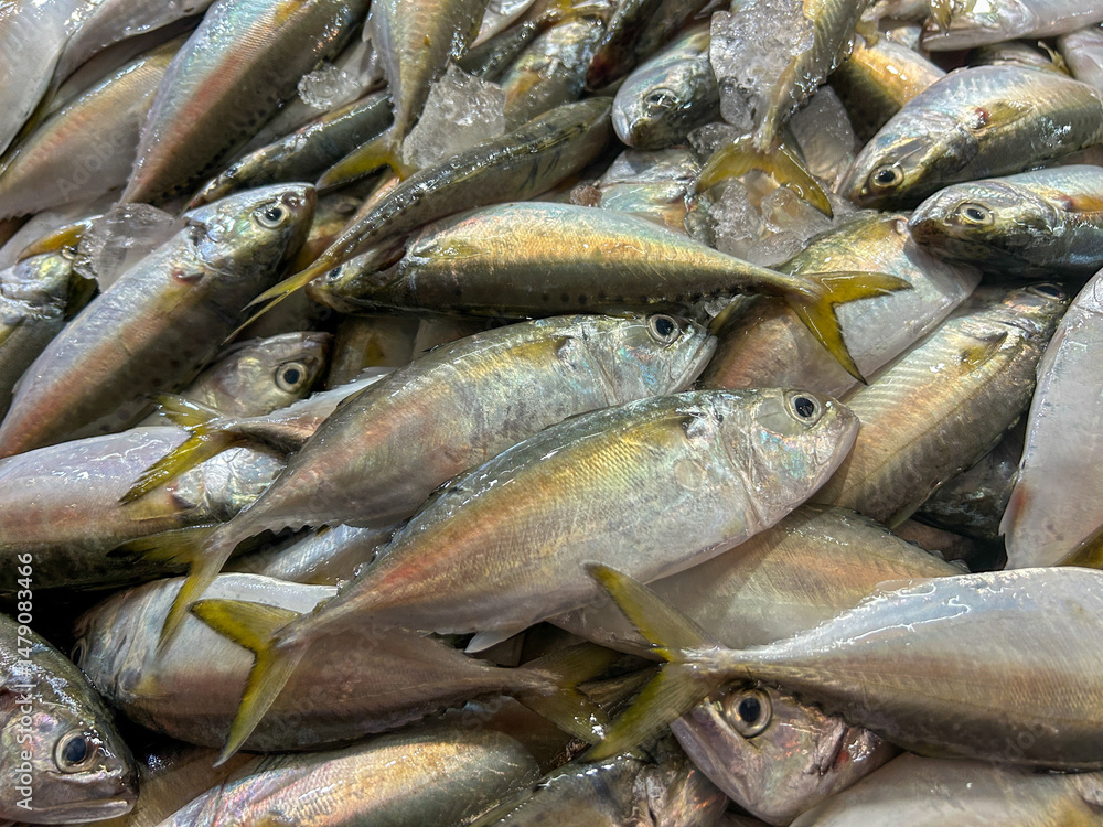 Fototapeta premium Close-up of several mackerels. Close-up of several mackerels in the sea of ​​Thailand. Fresh mackerel in the fresh market.