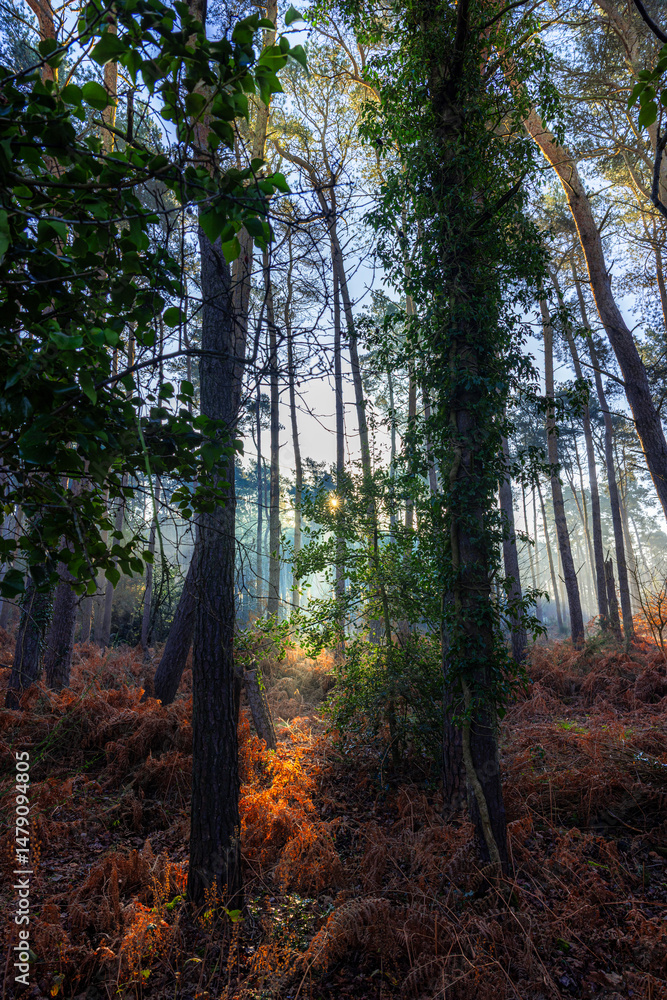 Naklejka premium Golden sunrise in the forest