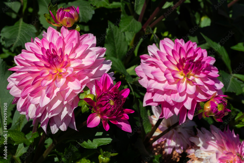 Obraz premium Vivid Pink Dahlias Blooming in a Green Garden Setting