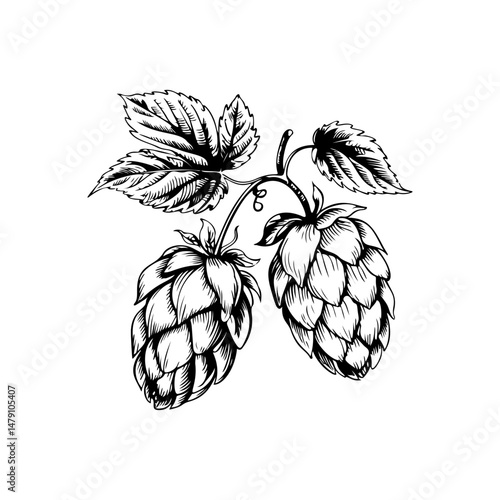Illustration of beer hop in engraving style. Design element for poster, card, banner, sign, logo.