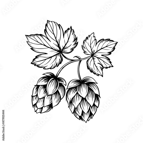 Illustration of beer hop in engraving style. Design element for poster, card, banner, sign, logo.